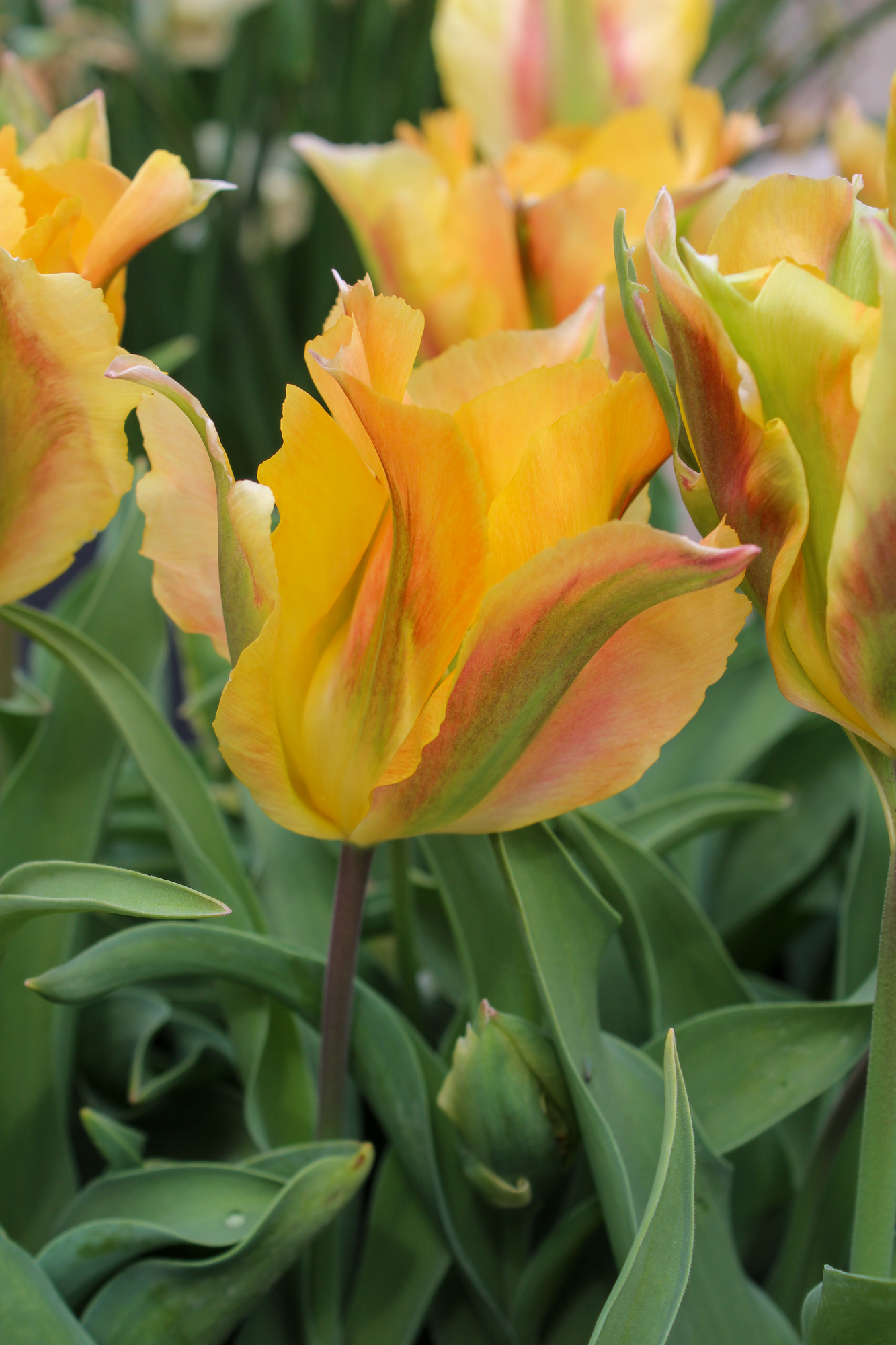 Viridiflora-Tulpen Golden Artist