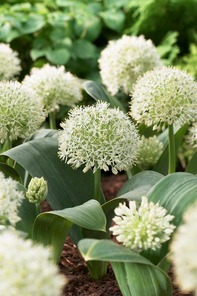 Allium karataviense Ivory Queen