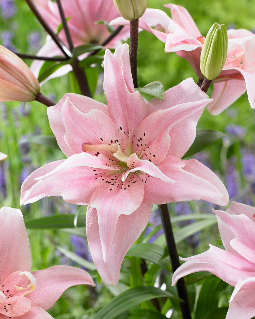 Lilium Bentley