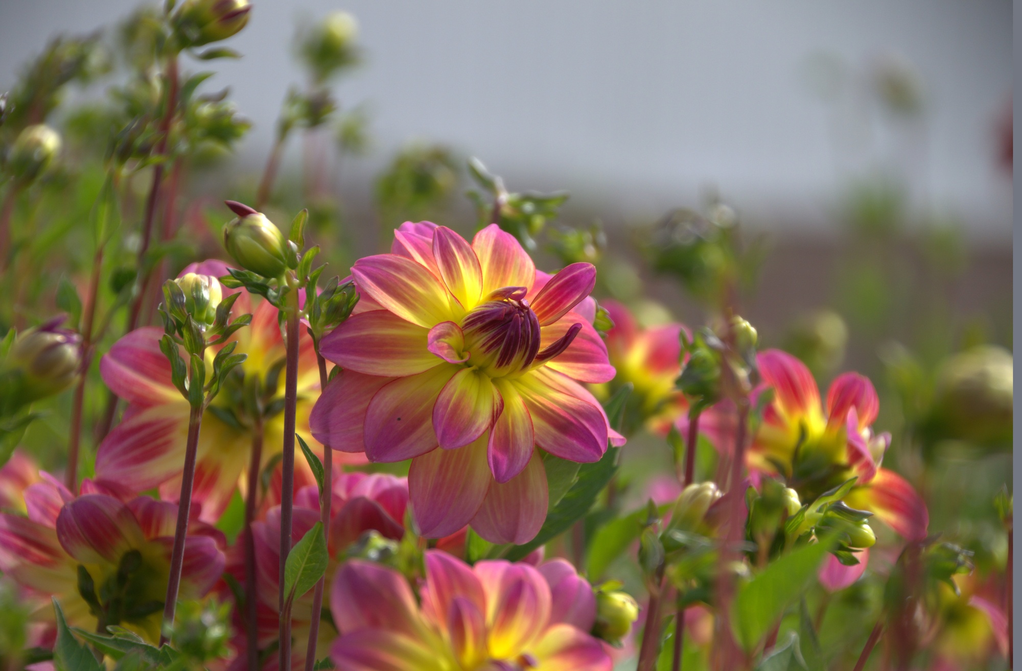 Dahlien Pacific Ocean