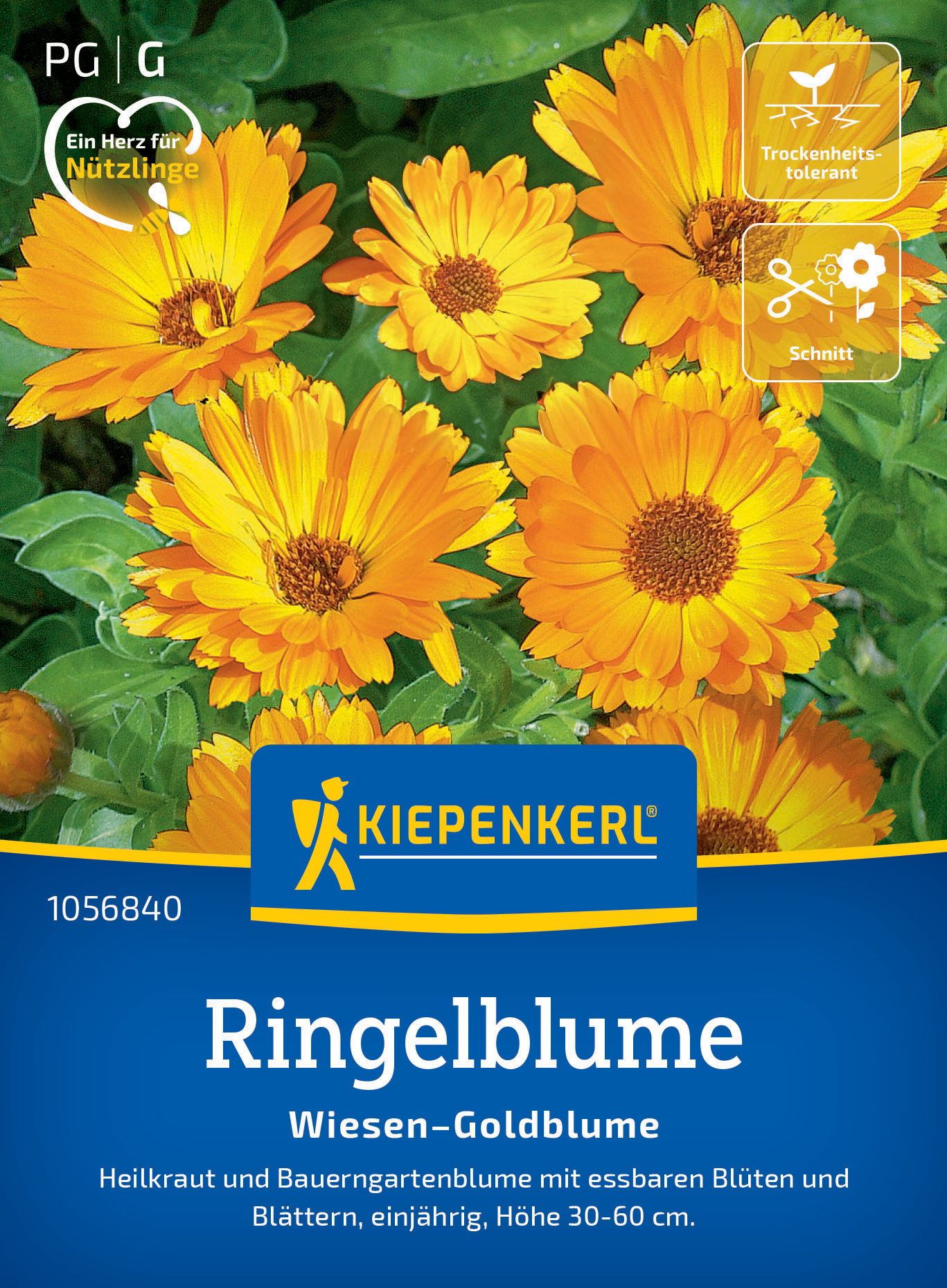 Ringelblume Wiesen-Goldblume