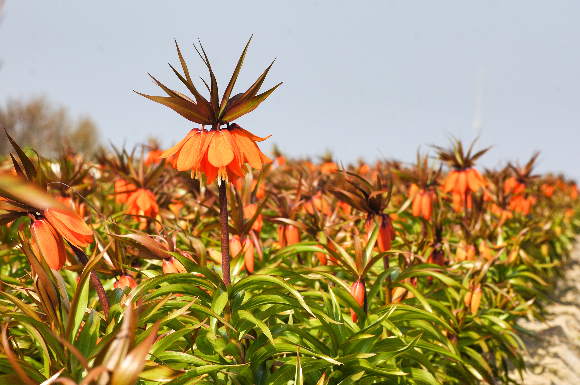 Fritillaria imperialis Sunset