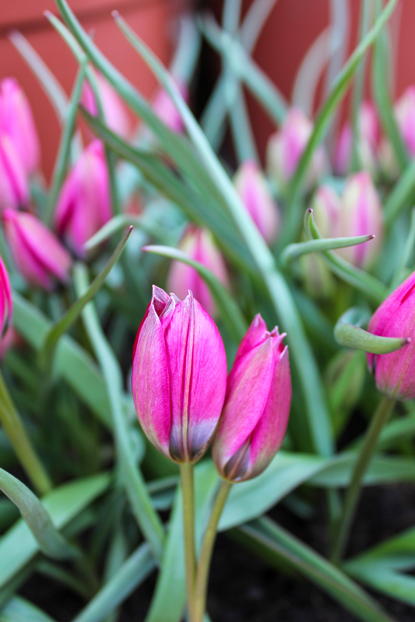 Botanische Tulpen T. humilis Little Beauty