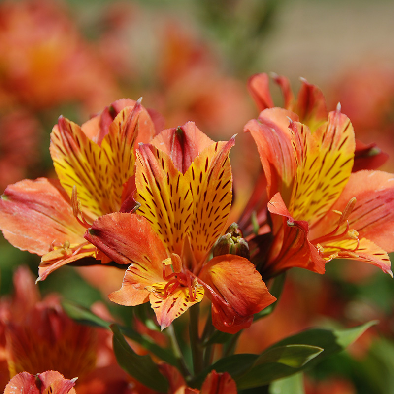 Alstroemeria Callisto