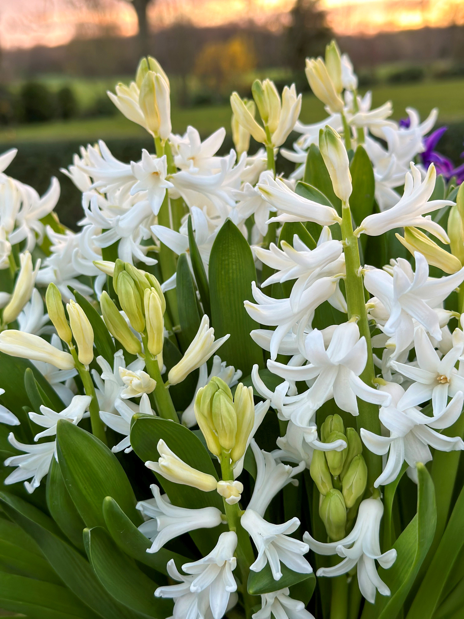 Hyazinthen multiflora Weiss