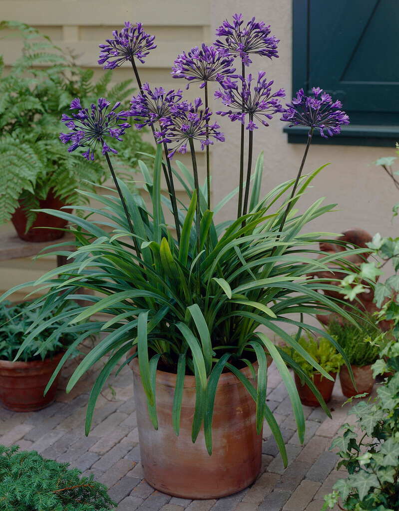 Agapanthus Intermedia