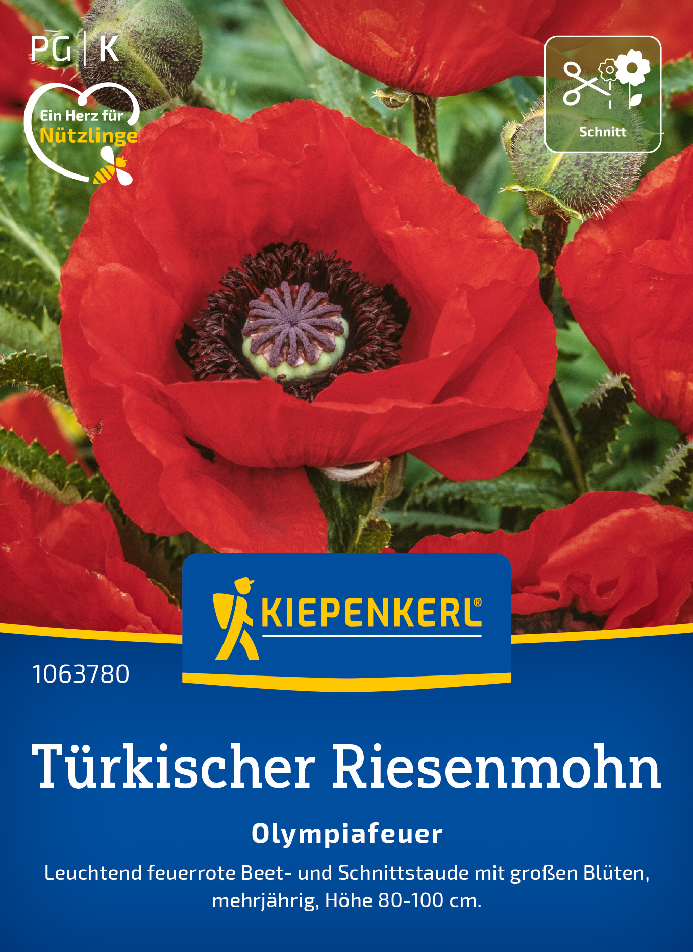 Türkischer Riesemohn Olympiafeuer