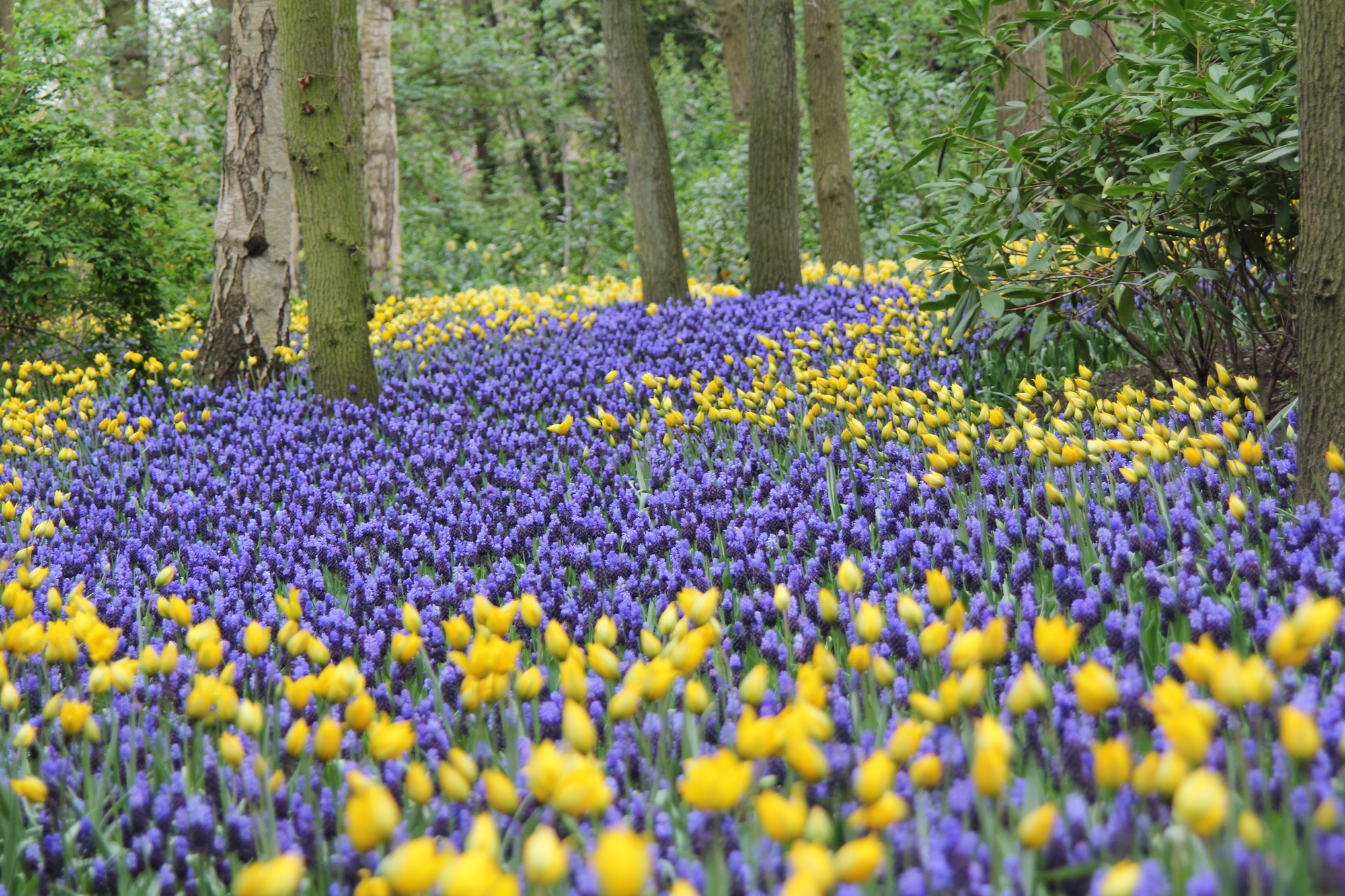 Muscari latifolium