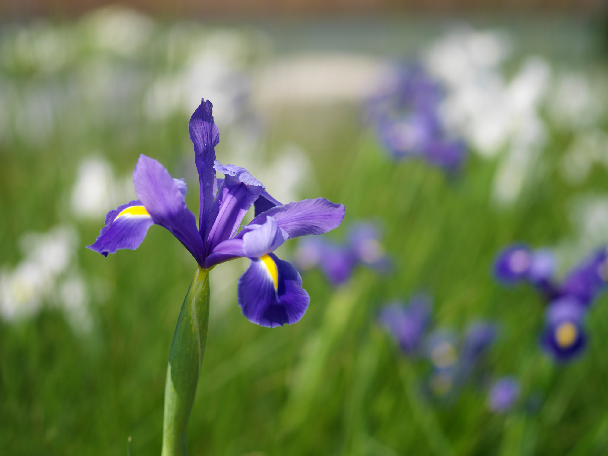 Iris hollandica Blue Star