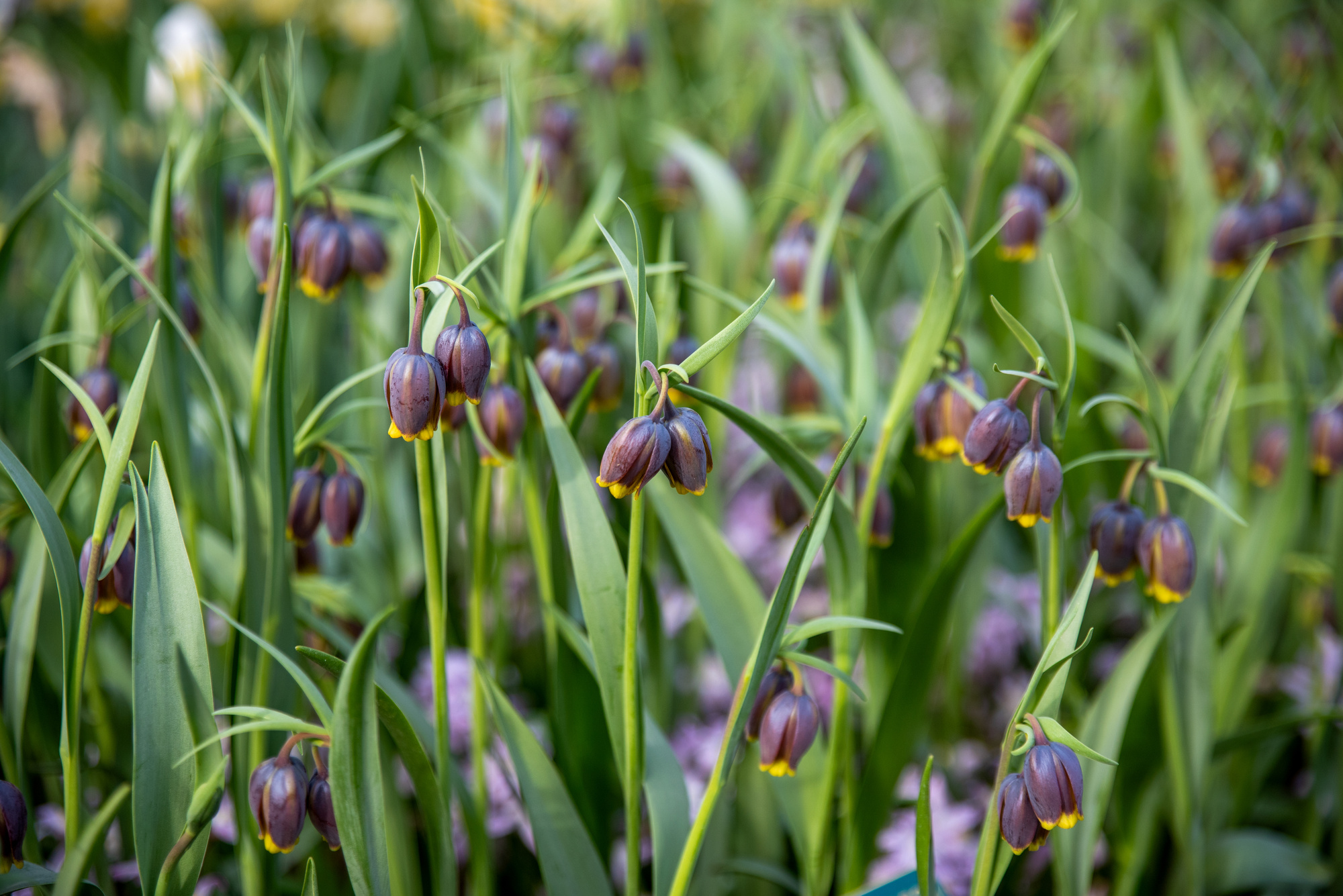 Fritillaria uva-vulpis