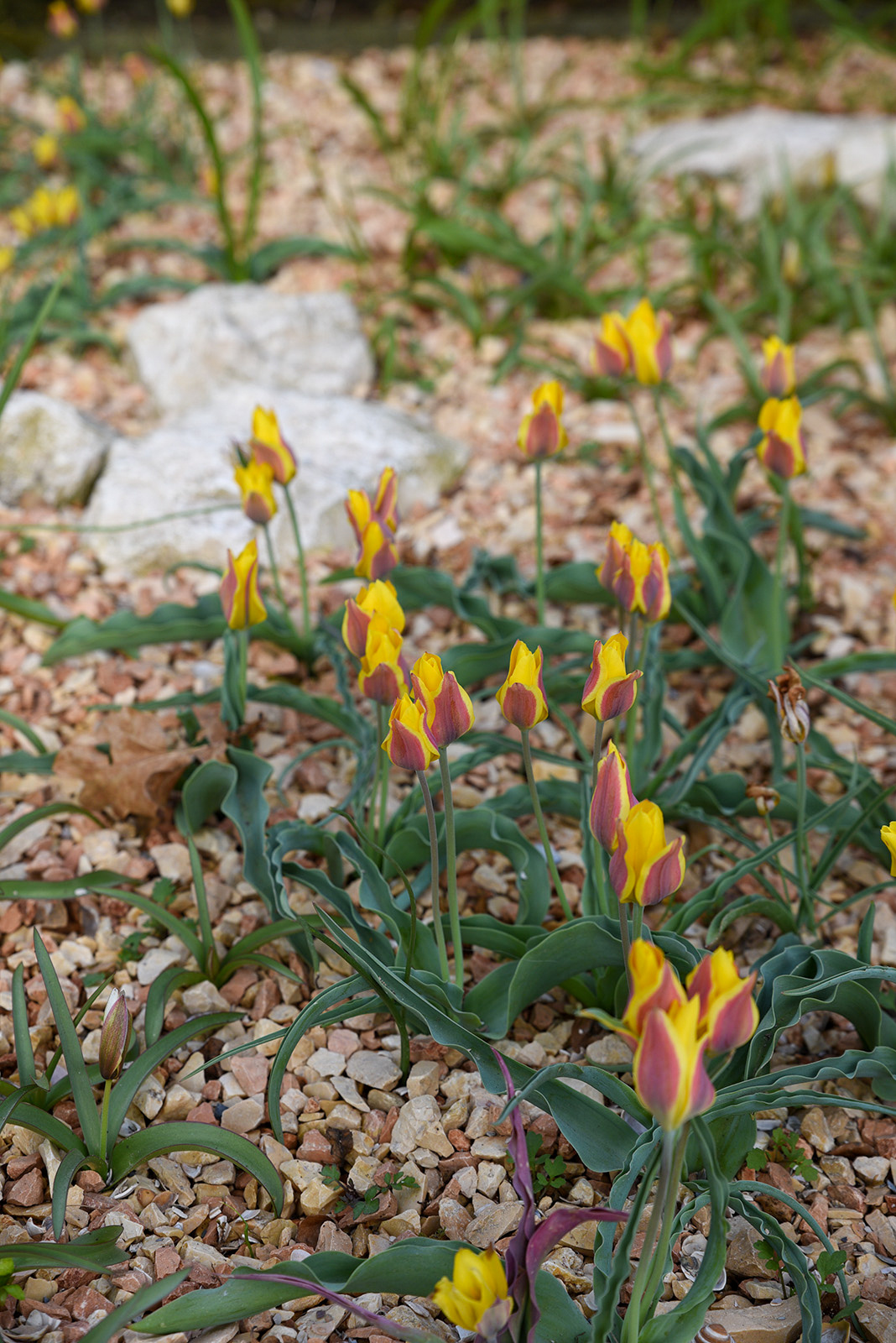 Botanische Tulpen T. kolpakowskiana