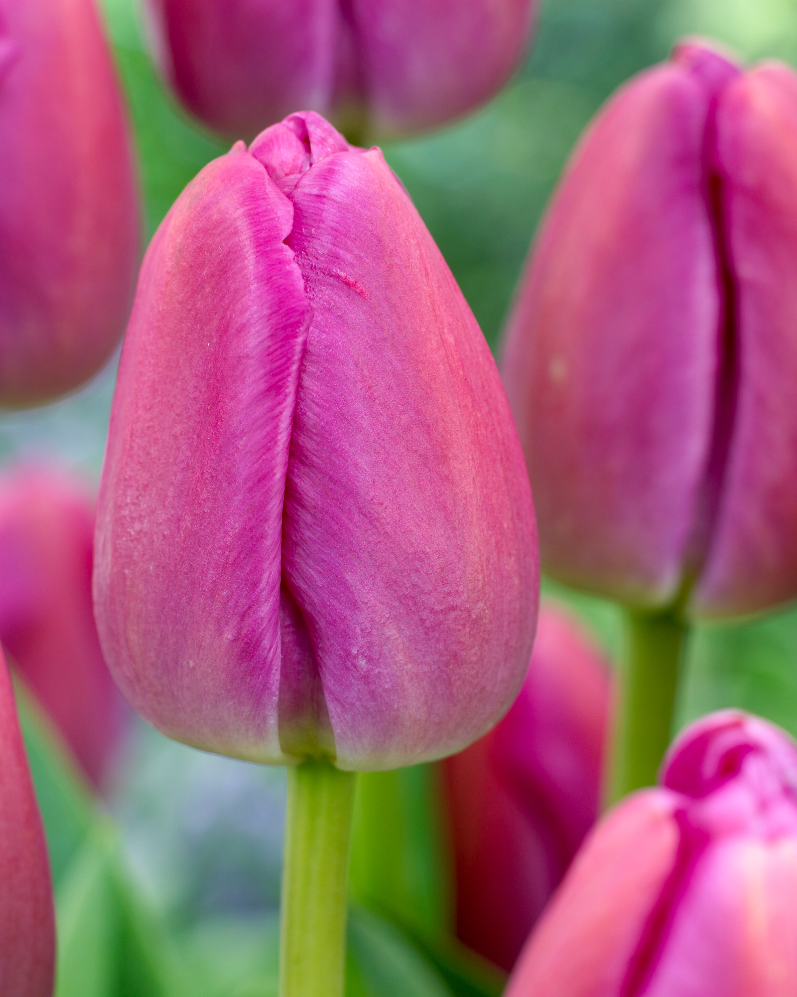 Darwin-Hybrid-Tulpen Purple Pride