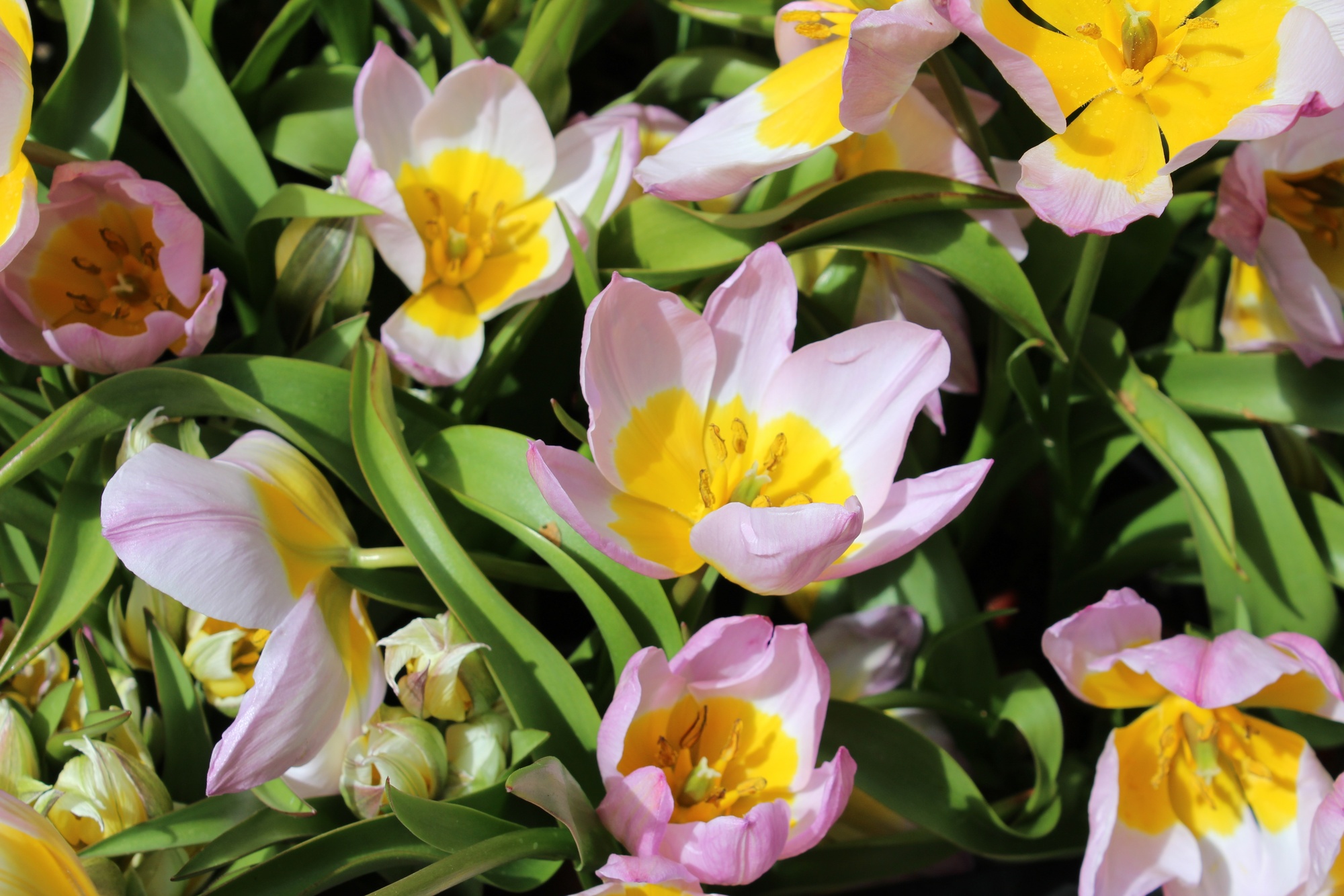 Botanische Tulpen T. saxatilis Lilac Wonder (syn. T. bakeri)