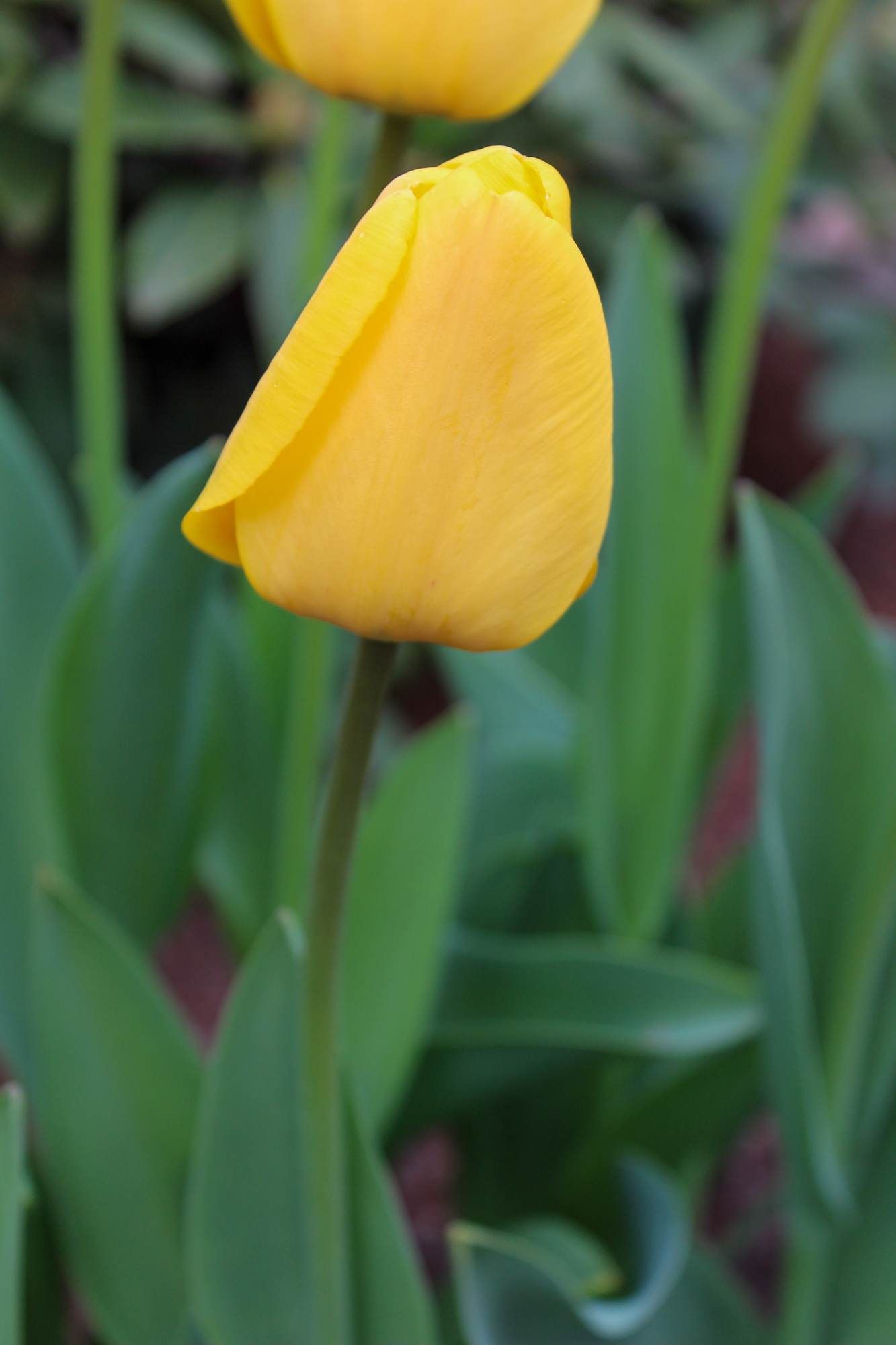 Darwin-Hybrid-Tulpen Golden Parade