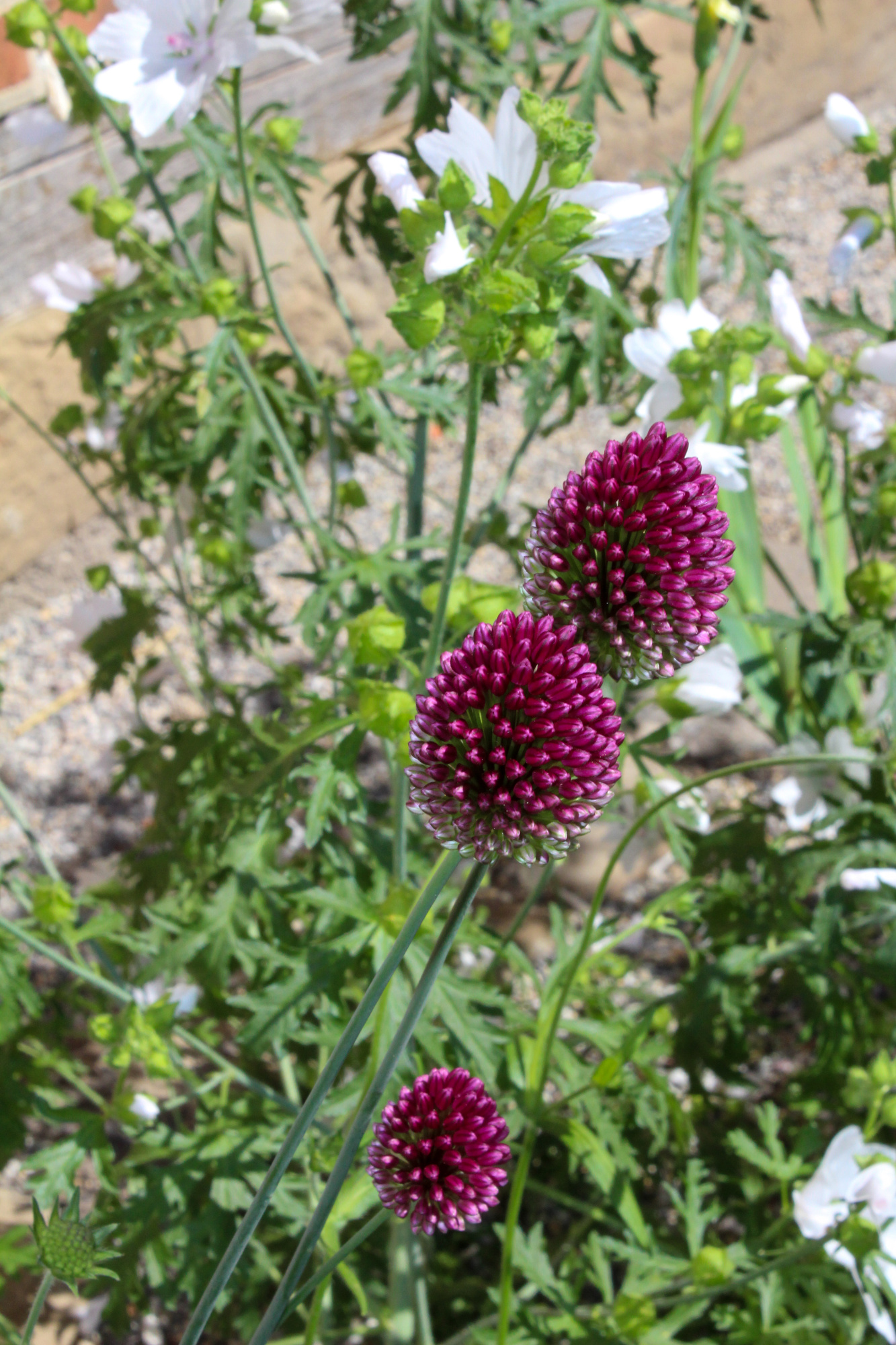 Allium sphaerocephalon