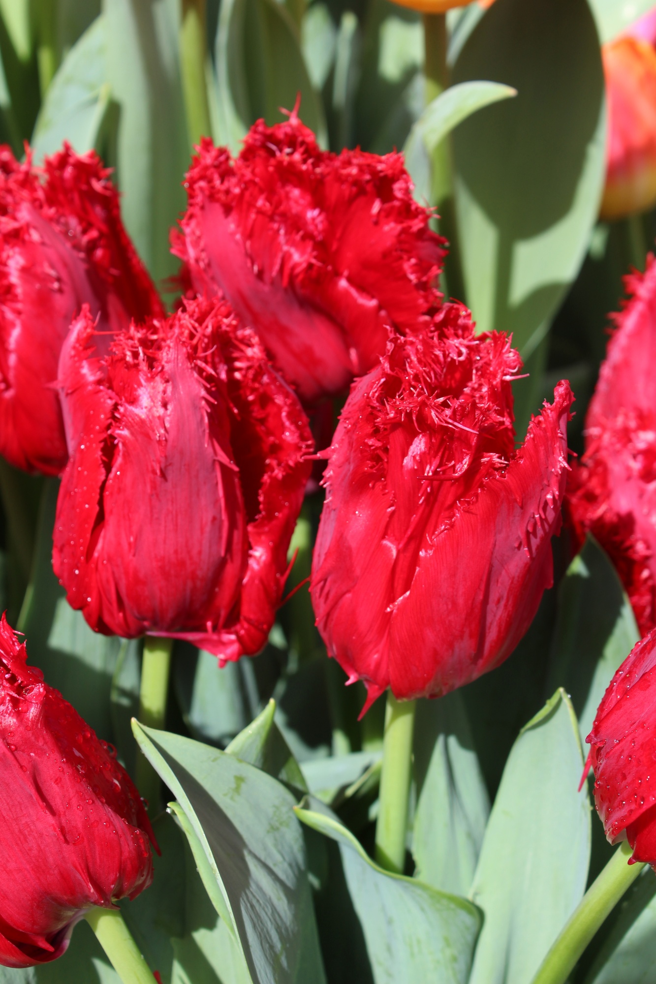 Gefranste Tulpen Red Wing