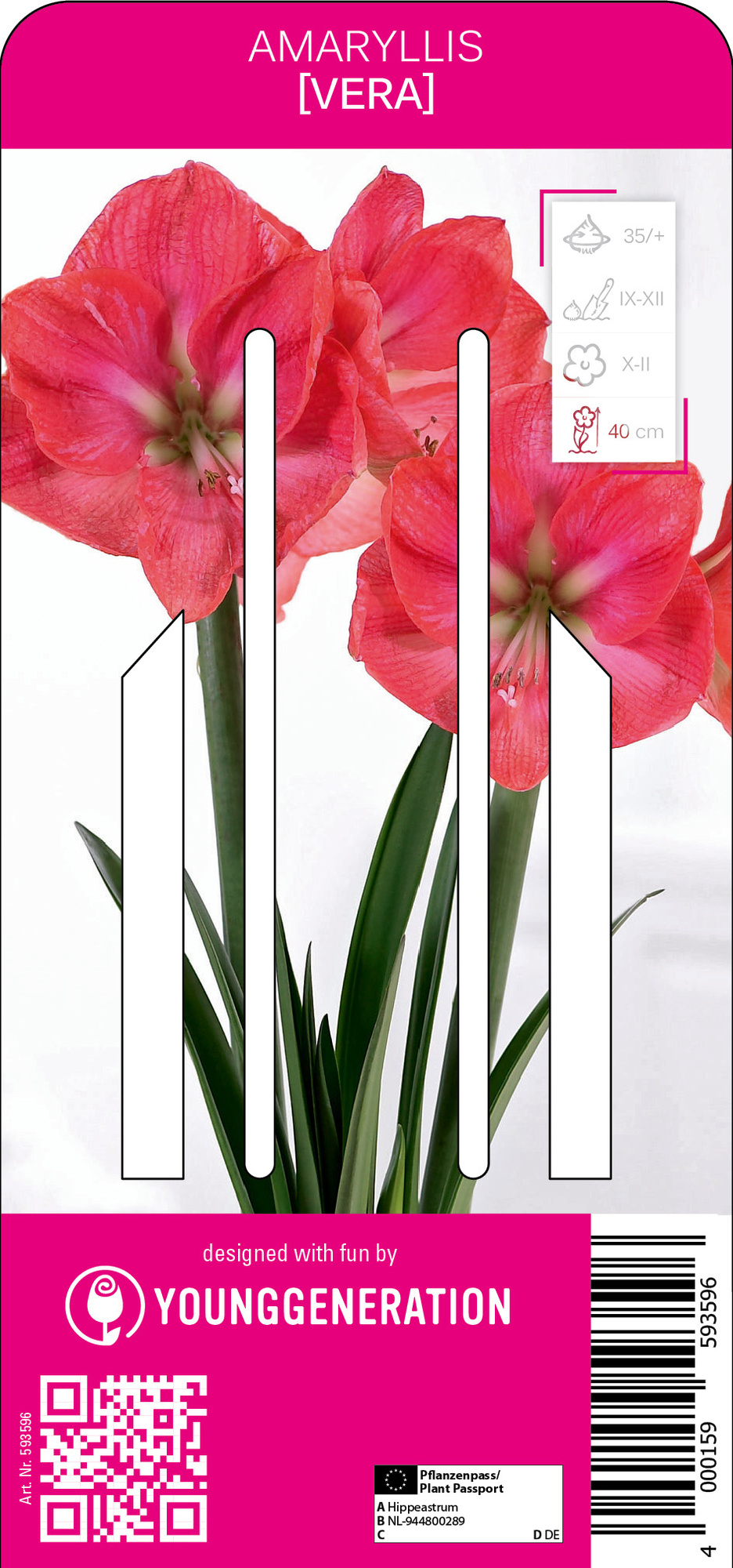 Young Generation Amaryllis Vera