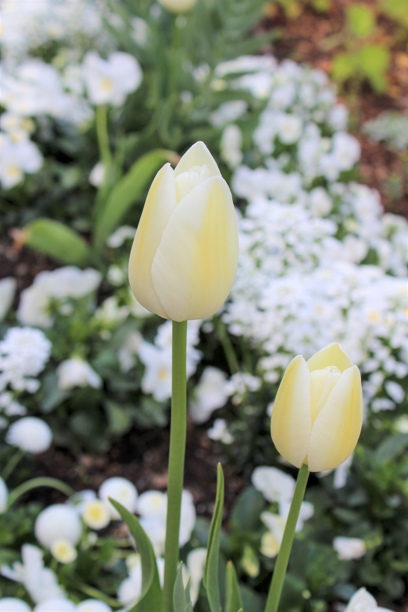 Einfache Späte Tulpen City of Vancouver