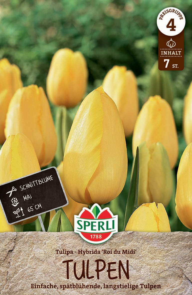 Premium Einfache Späte Tulpe Roi du Midi