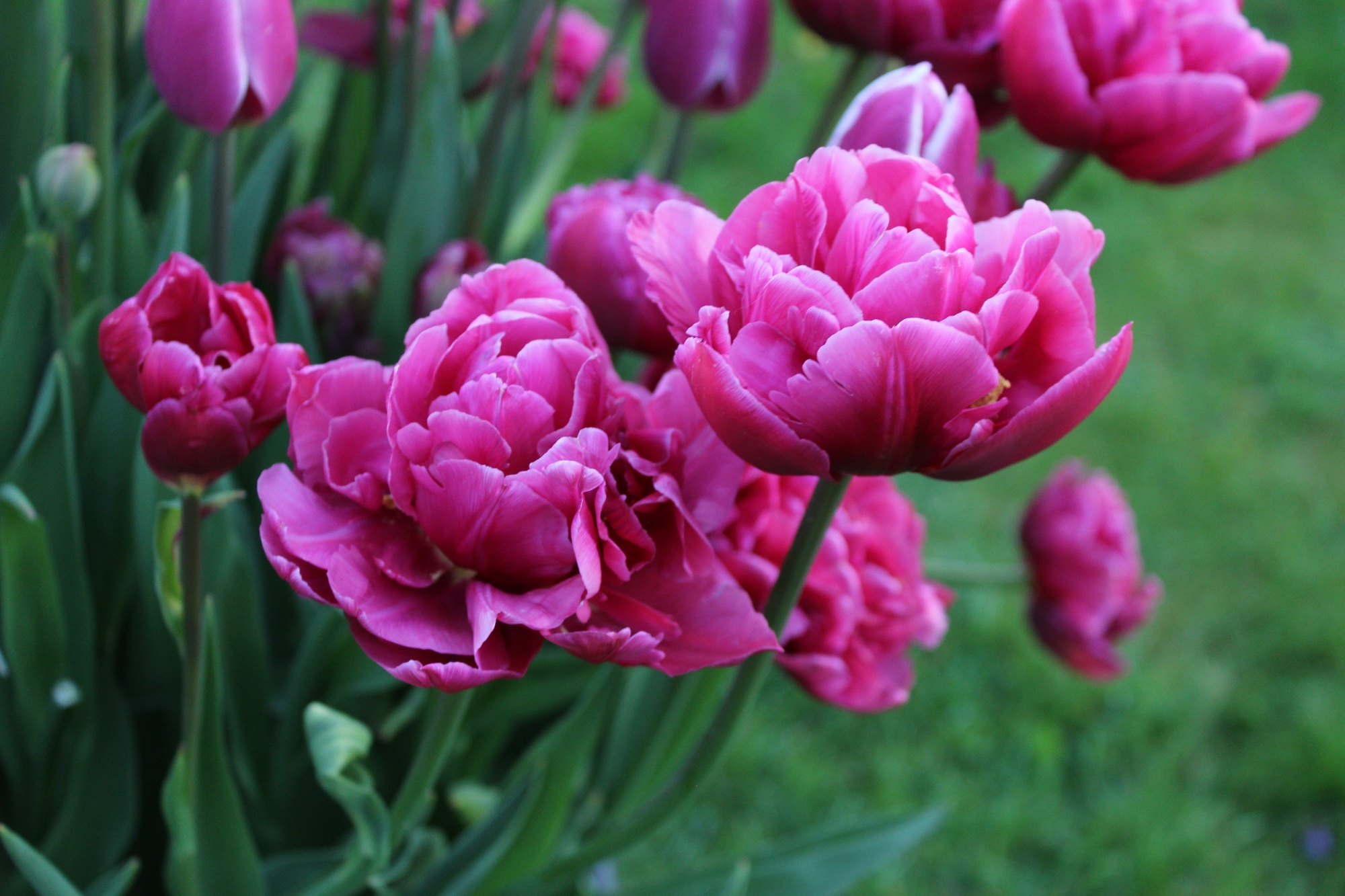 Gefüllte Frühe Tulpen Margarita