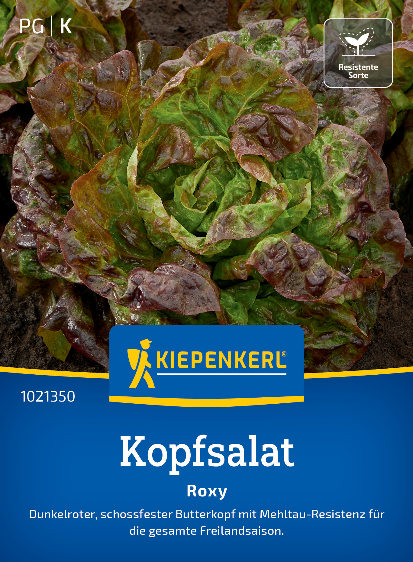 Kopfsalat Roxy