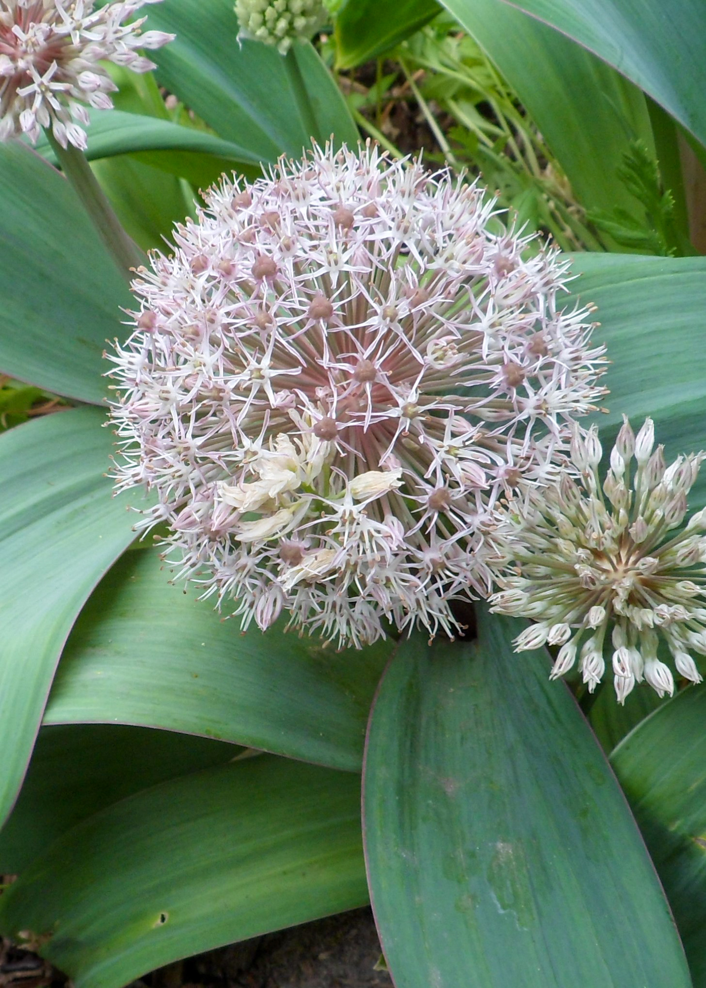 Allium karataviense