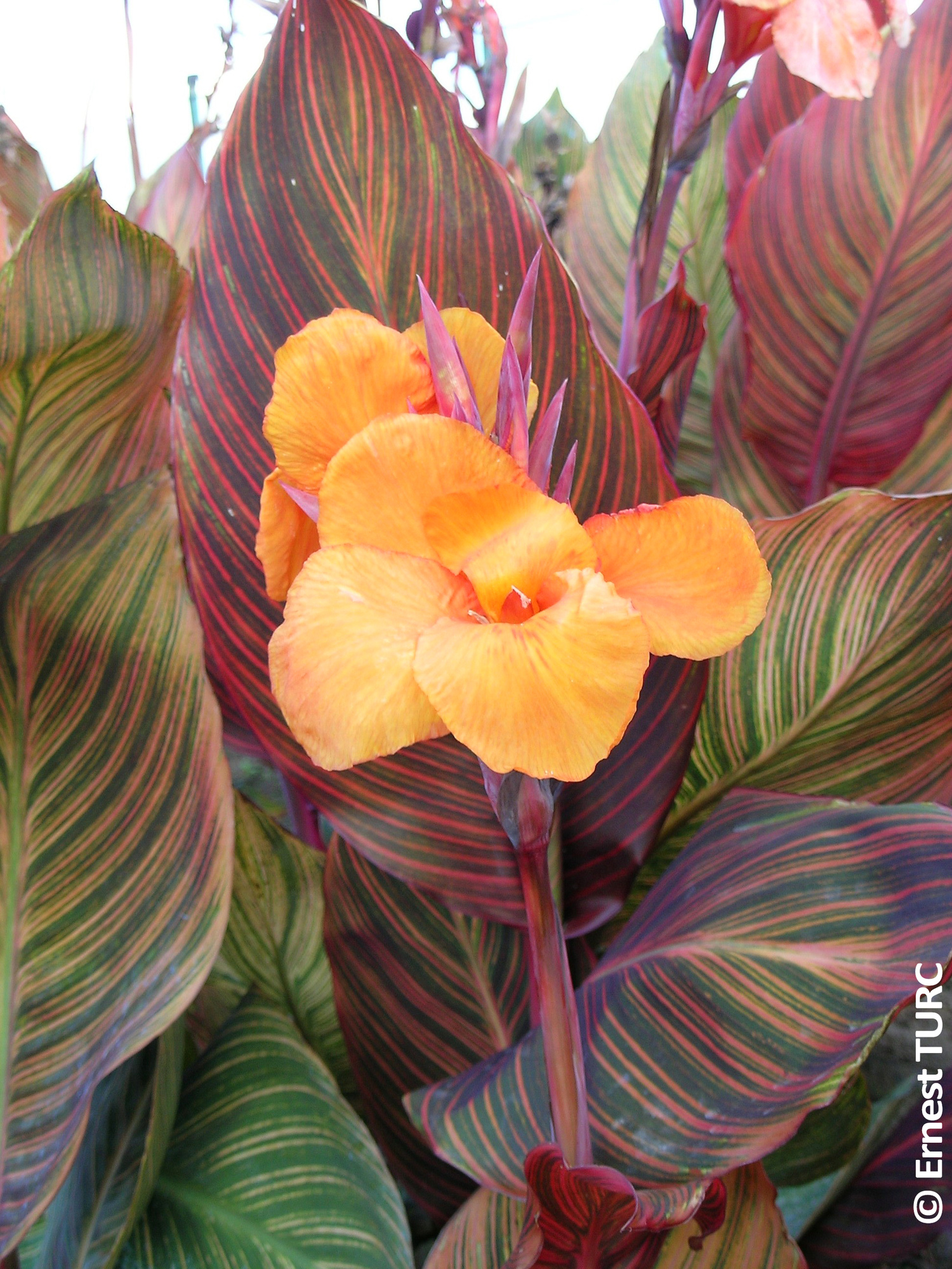 Canna Andaloucia