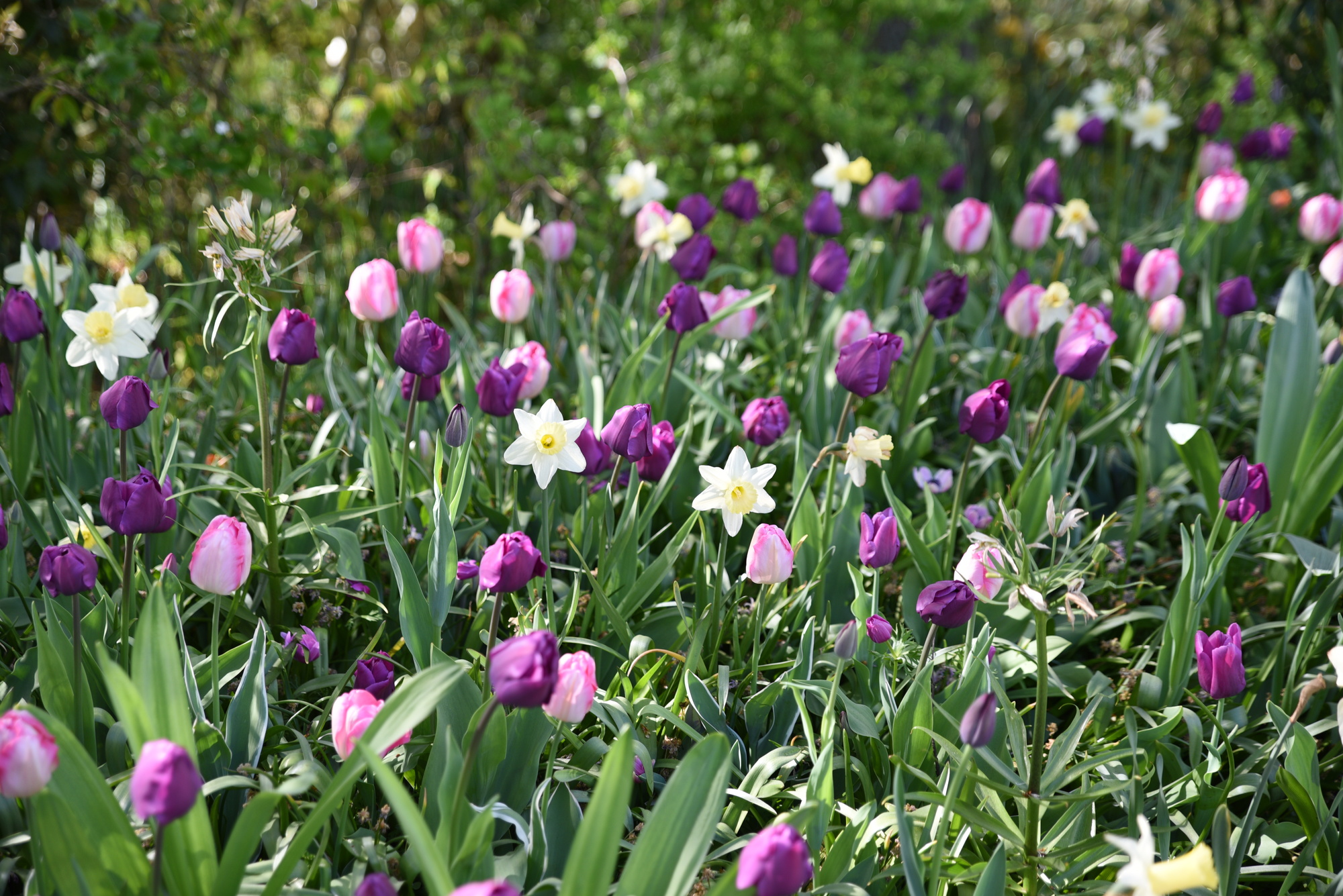 Mischung Träumerei in Rosa, Violett, Weiss 100 St