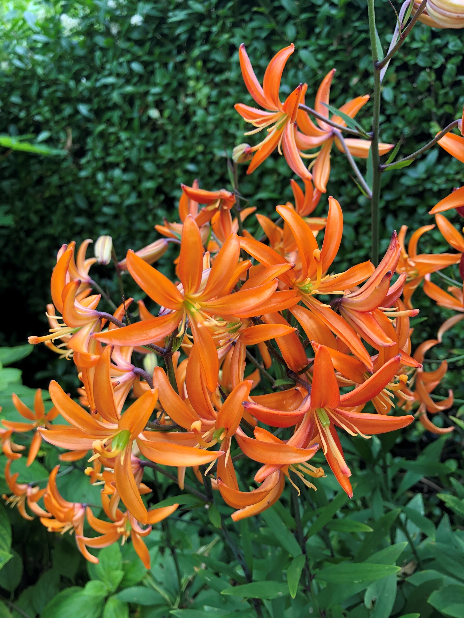 Lilium martagon Orange Marmalade