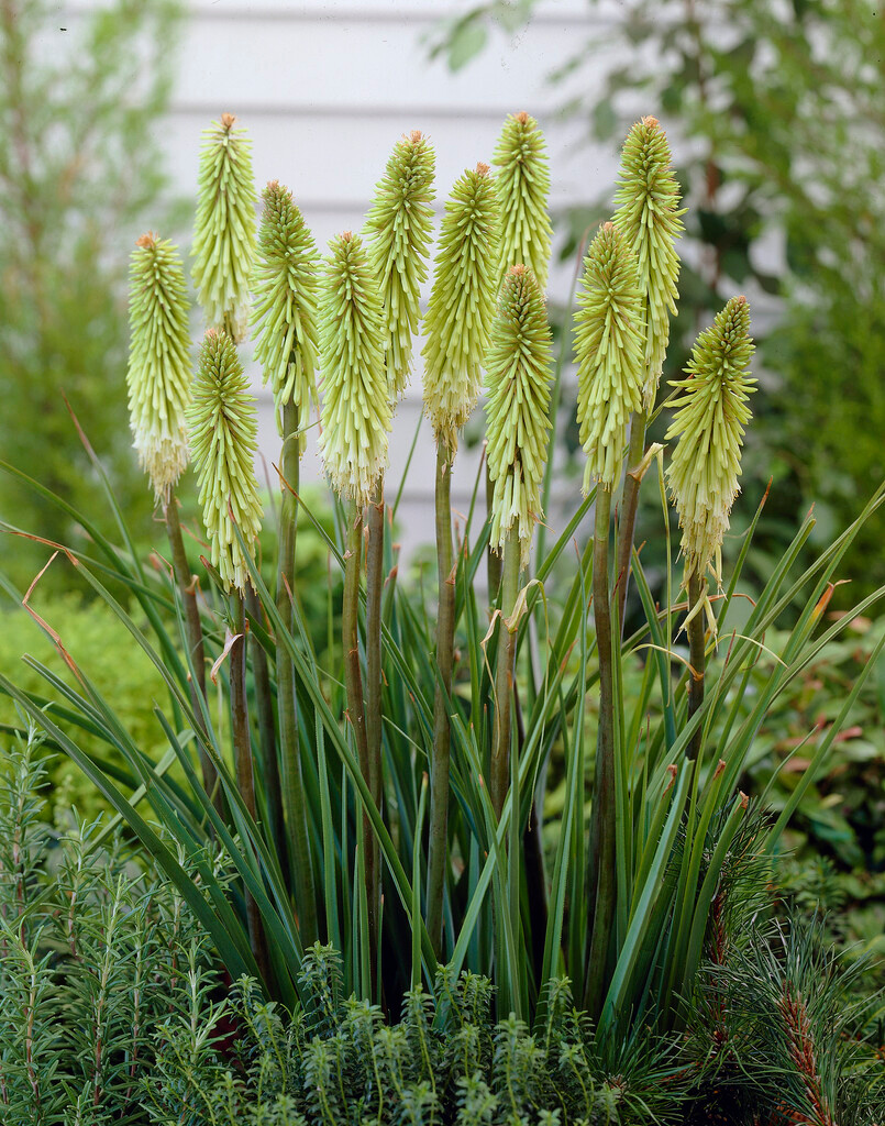 Kniphofia-Hybride Green Jade