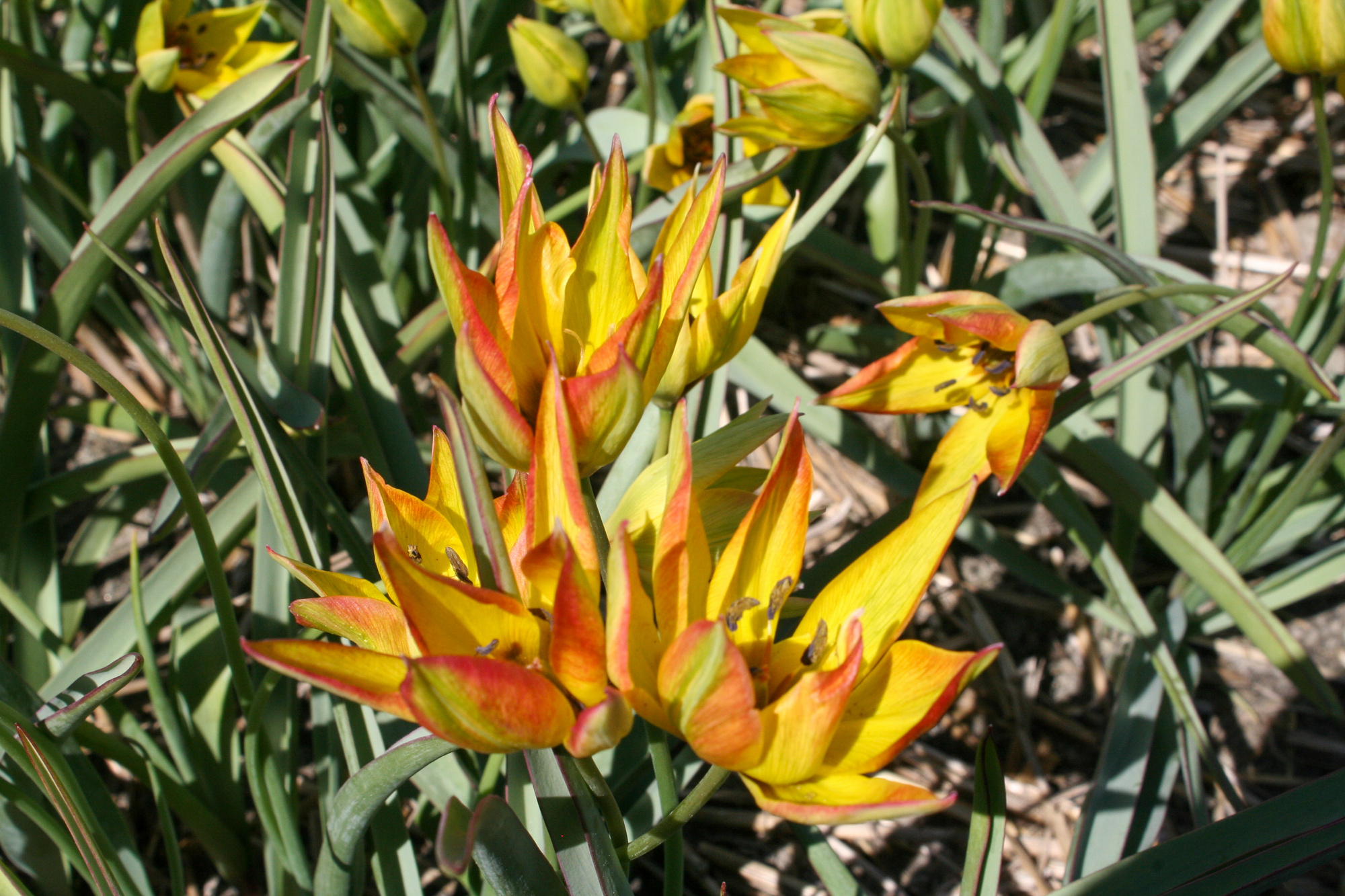 Botanische Tulpen T. orphanidea