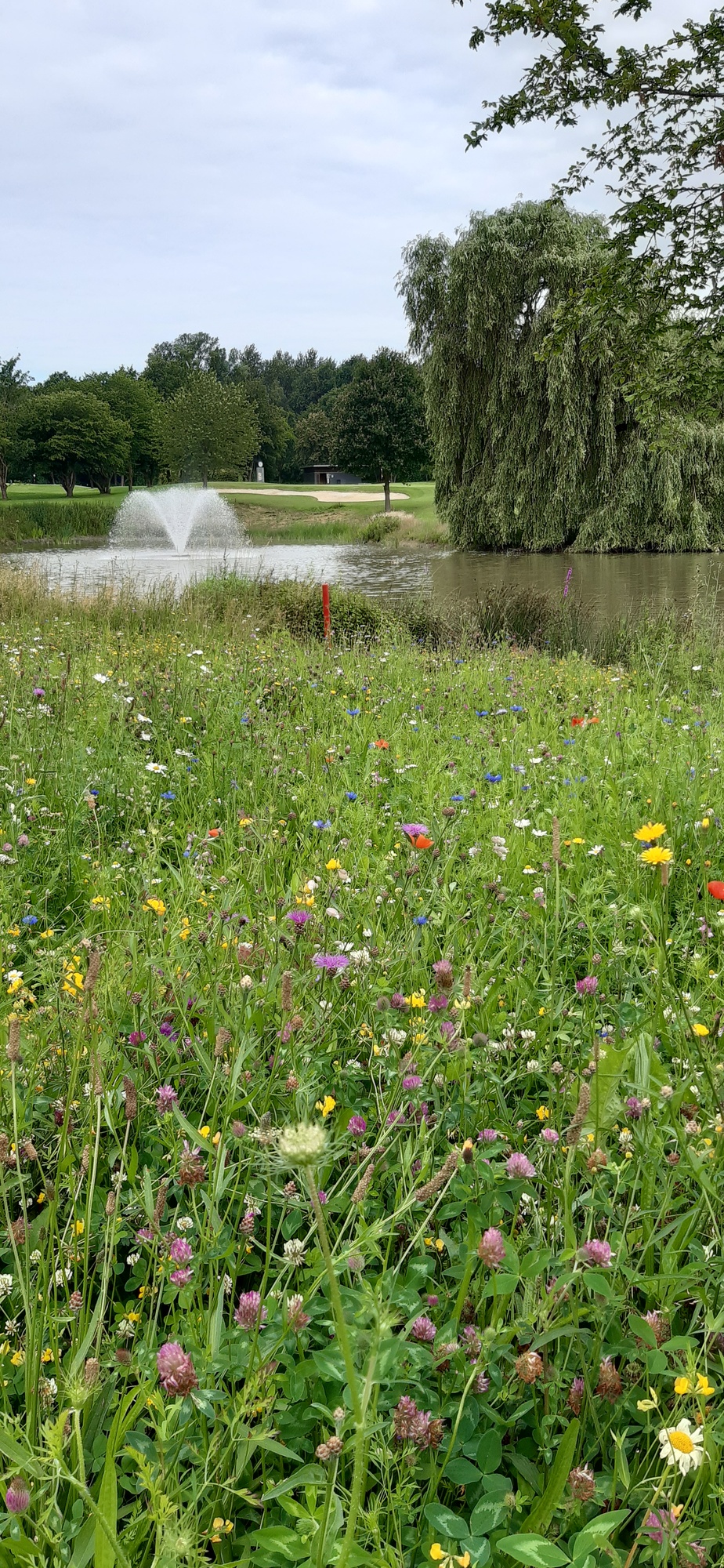 Bienenfutterpflanzen mehrjährig