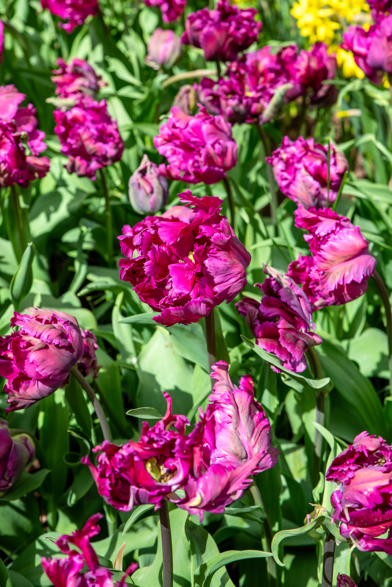 Papagei-Tulpen Parrot Negrita