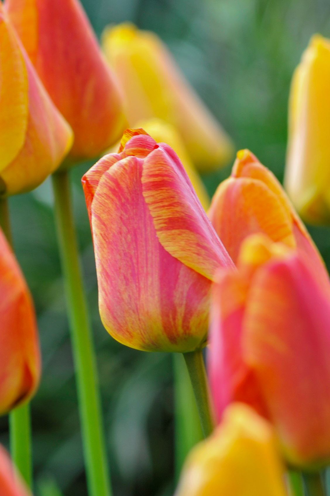 Darwin-Hybrid-Tulpen Striped Apeldoorn