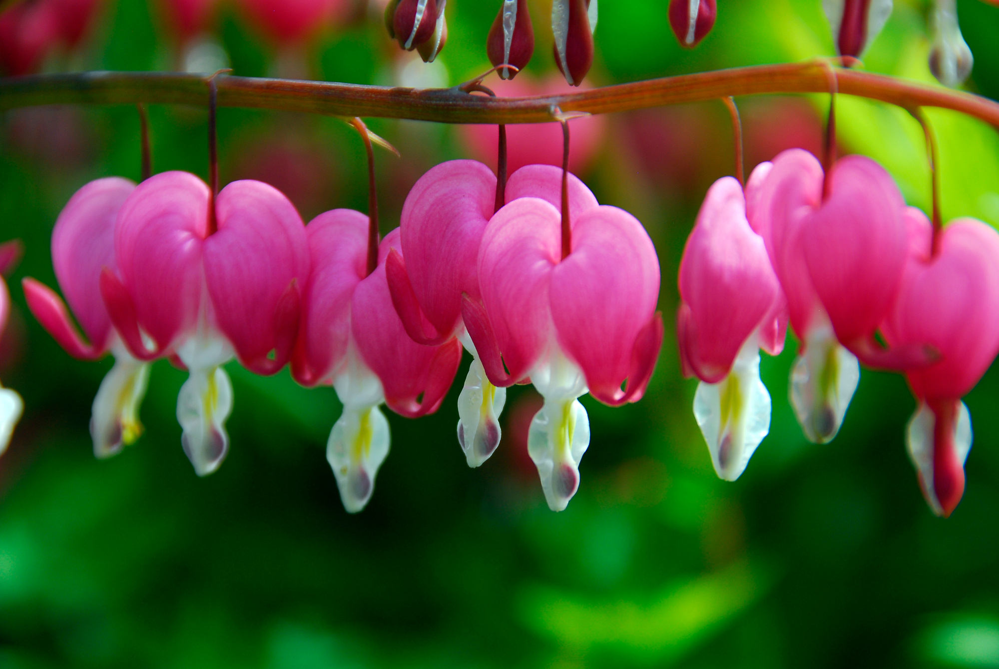 Dicentra Rosa