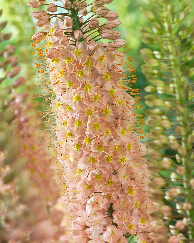 Eremurus isabellinus Romance