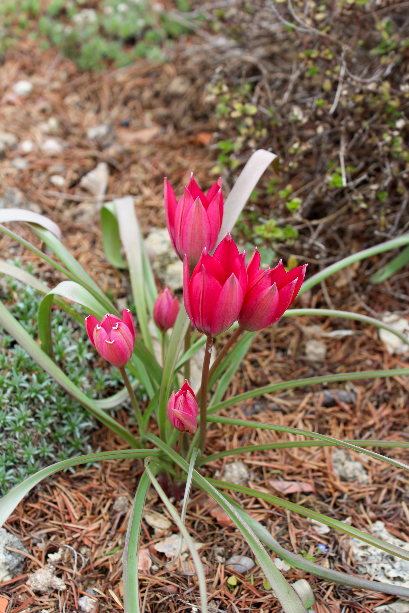 Botanische Tulpen T. humilis Violacea Black Base