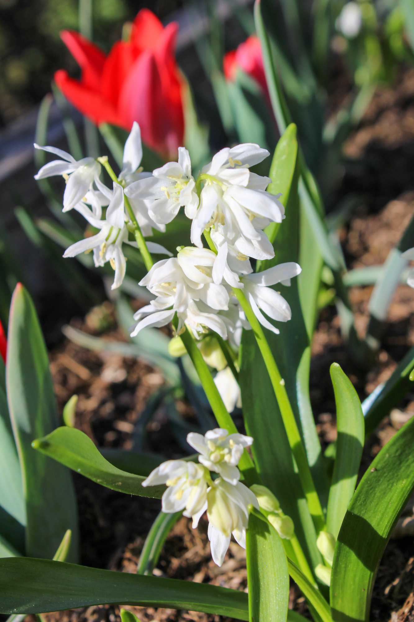 Scilla siberica Alba