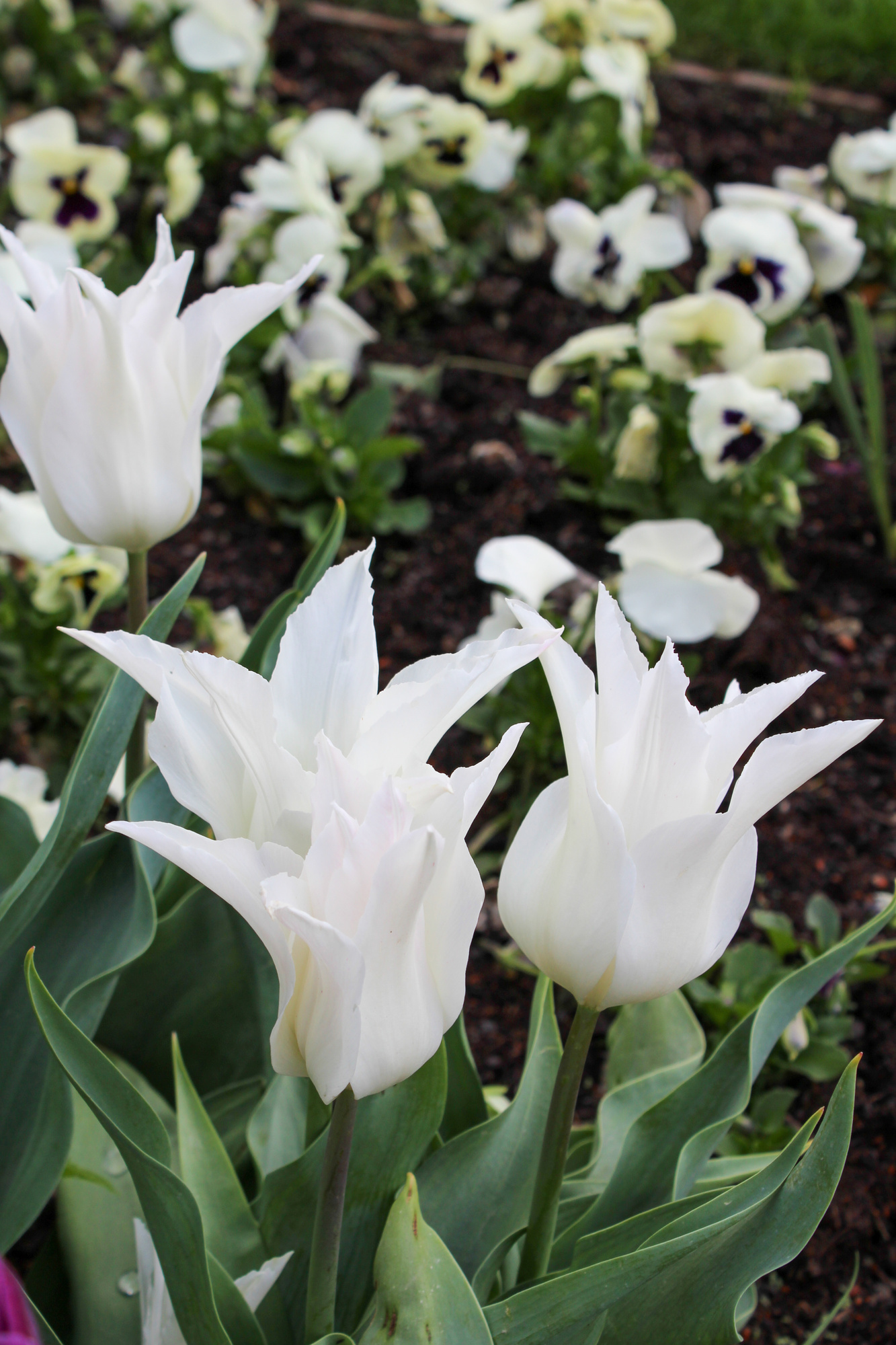 Lilienblütige Tulpen White Triumphator