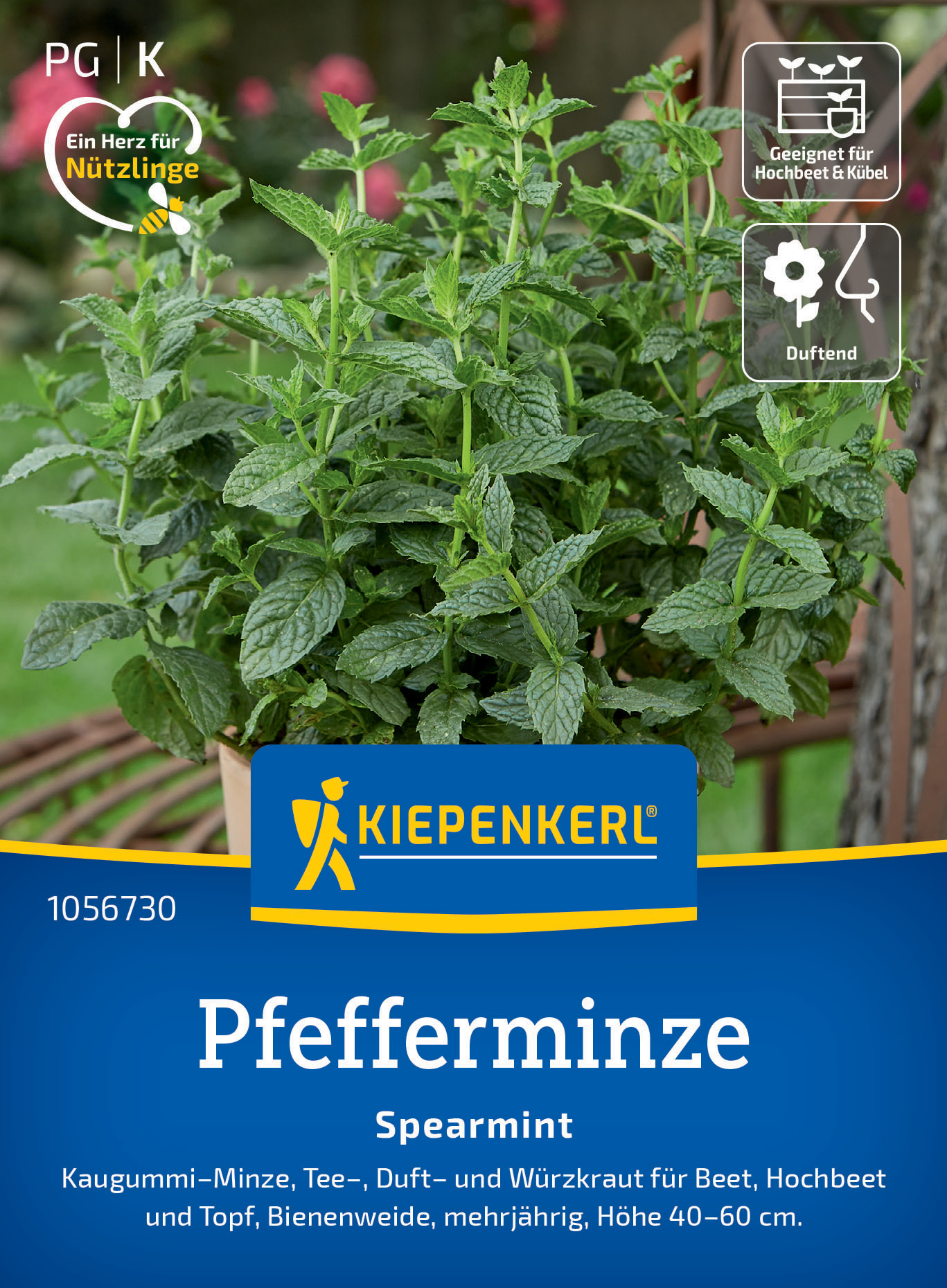 Pfefferminze Spearmint