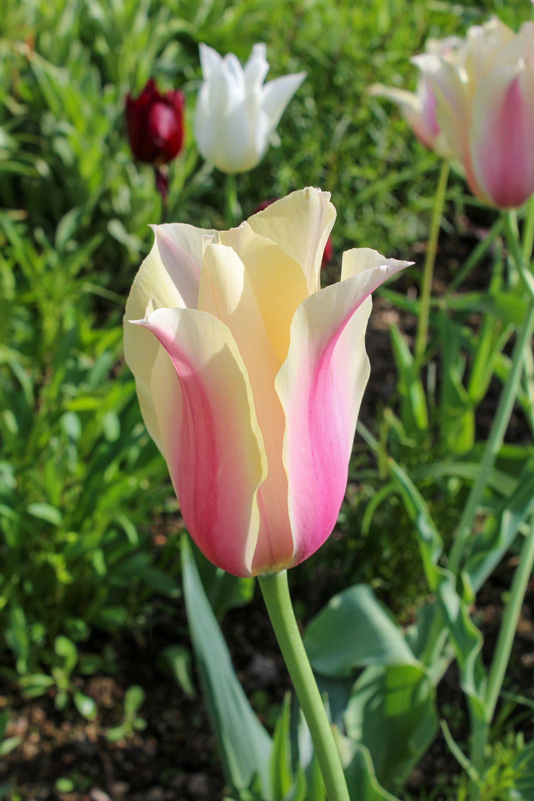 Einfache Späte Tulpen Blushing Lady