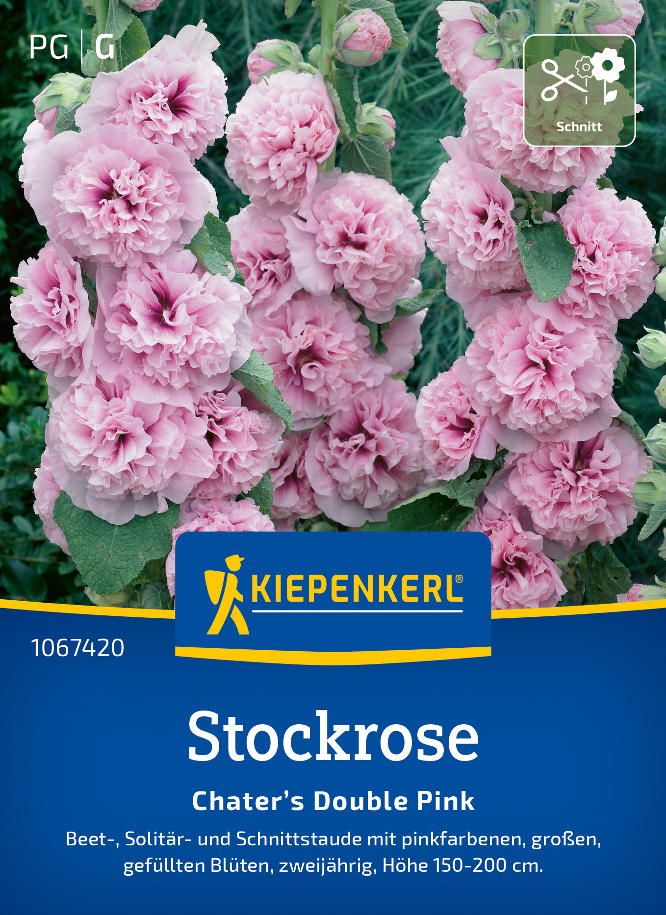 Stockrose Chater’s Double Pink