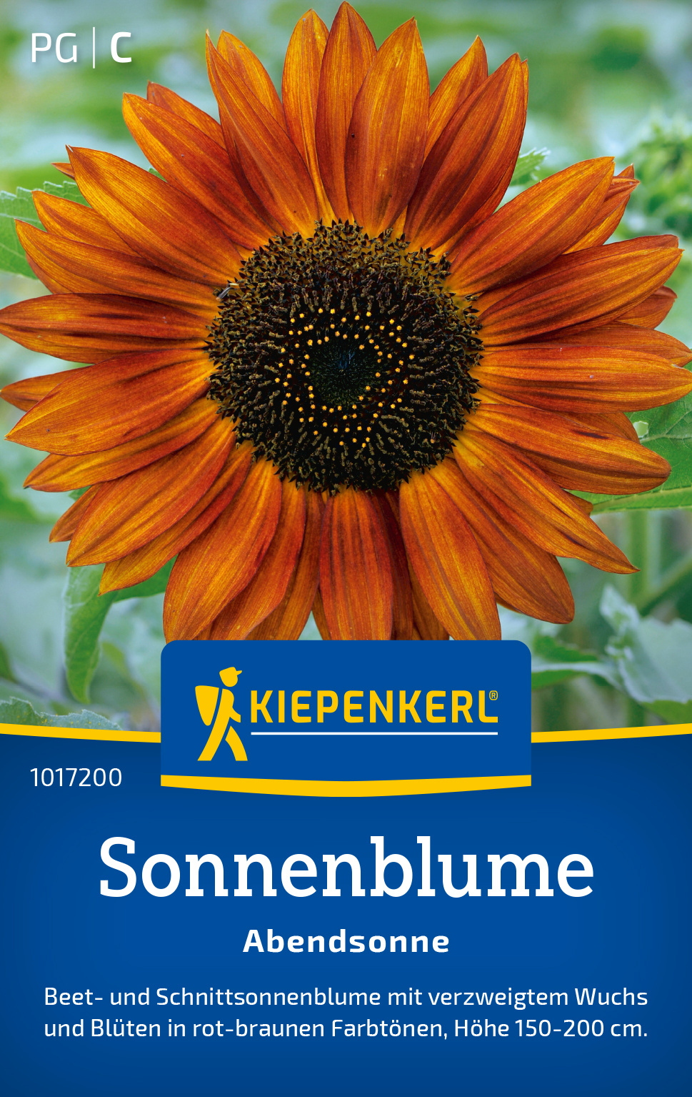 Sonnenblume Abendsonne