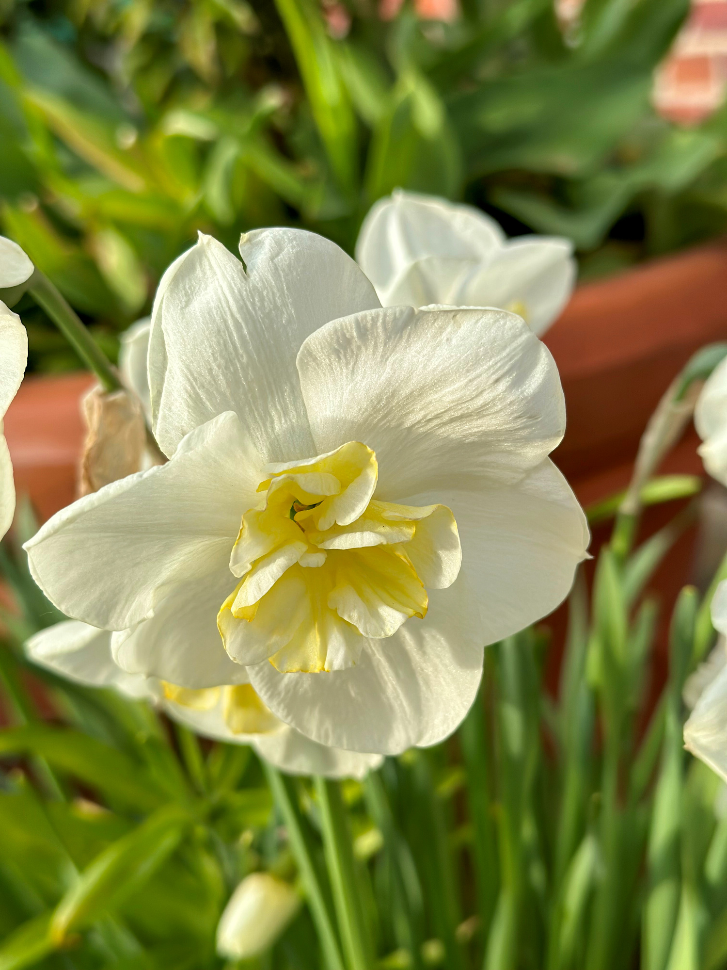 Spleißkronige Narzissen Papillon Blanc