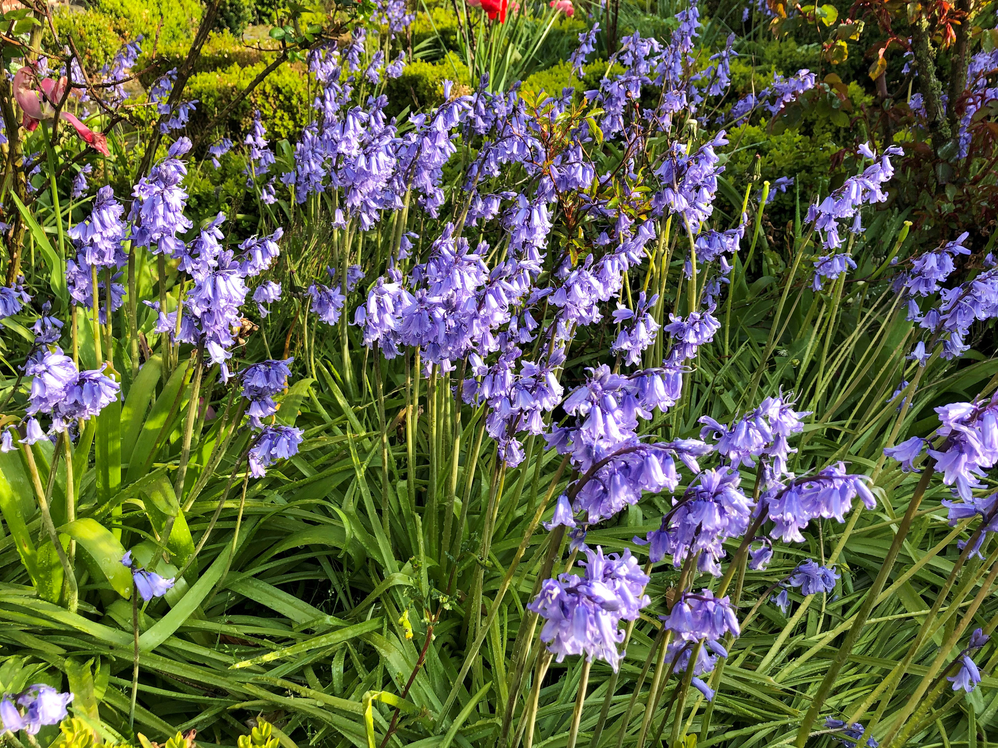 Hyacinthoides non-scripta Blue Bell