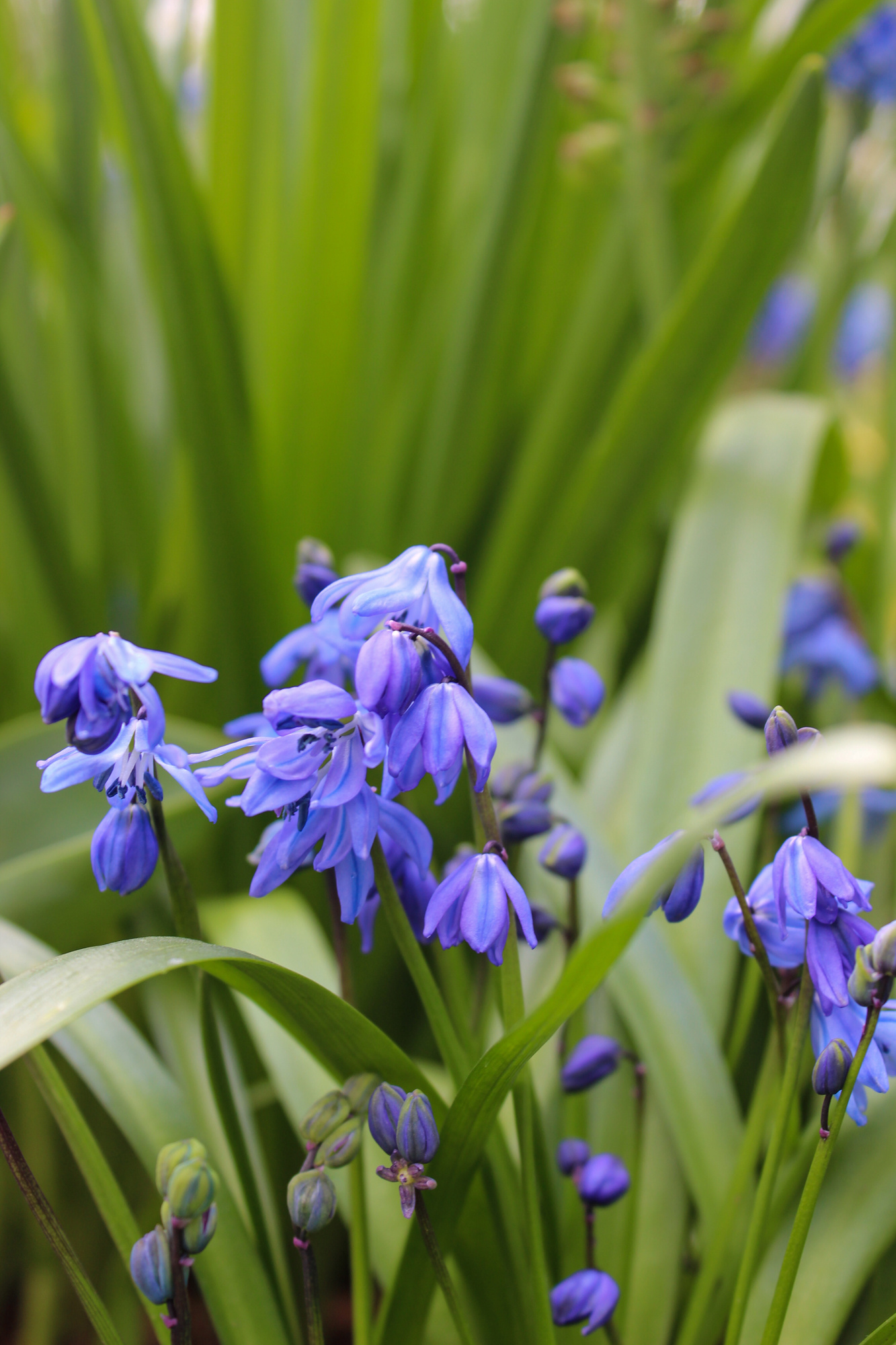 Scilla bifolia