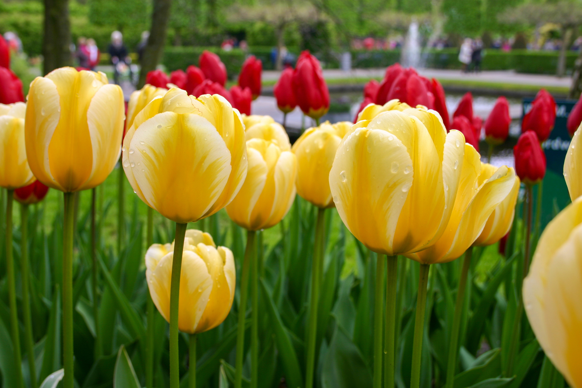 Darwin-Hybrid-Tulpen Jaap Groot