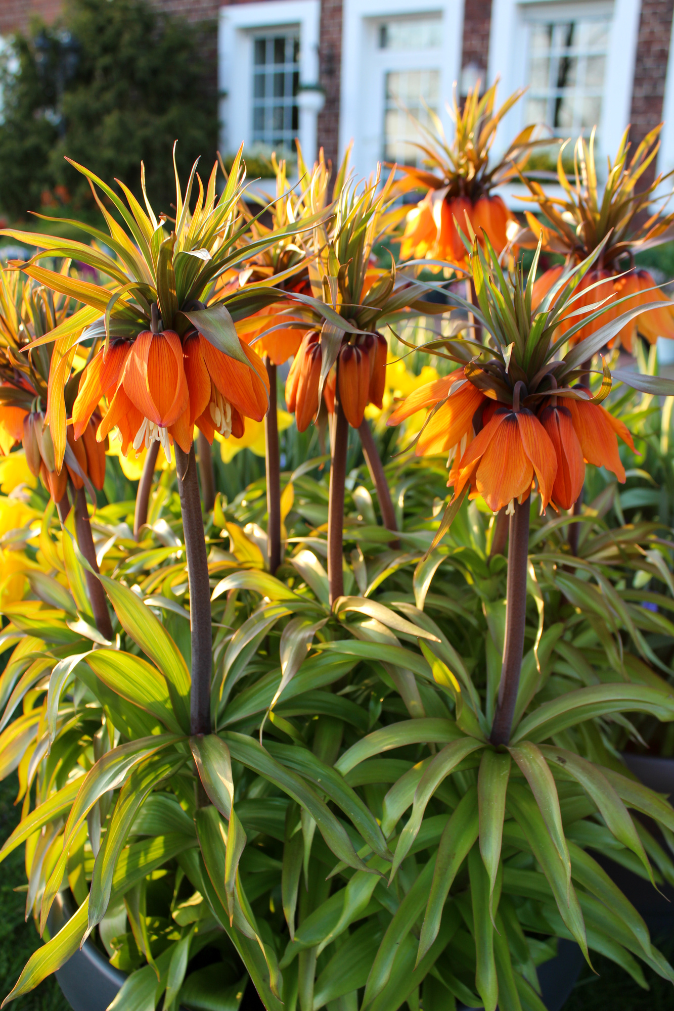 Fritillaria imperialis Orange Beauty