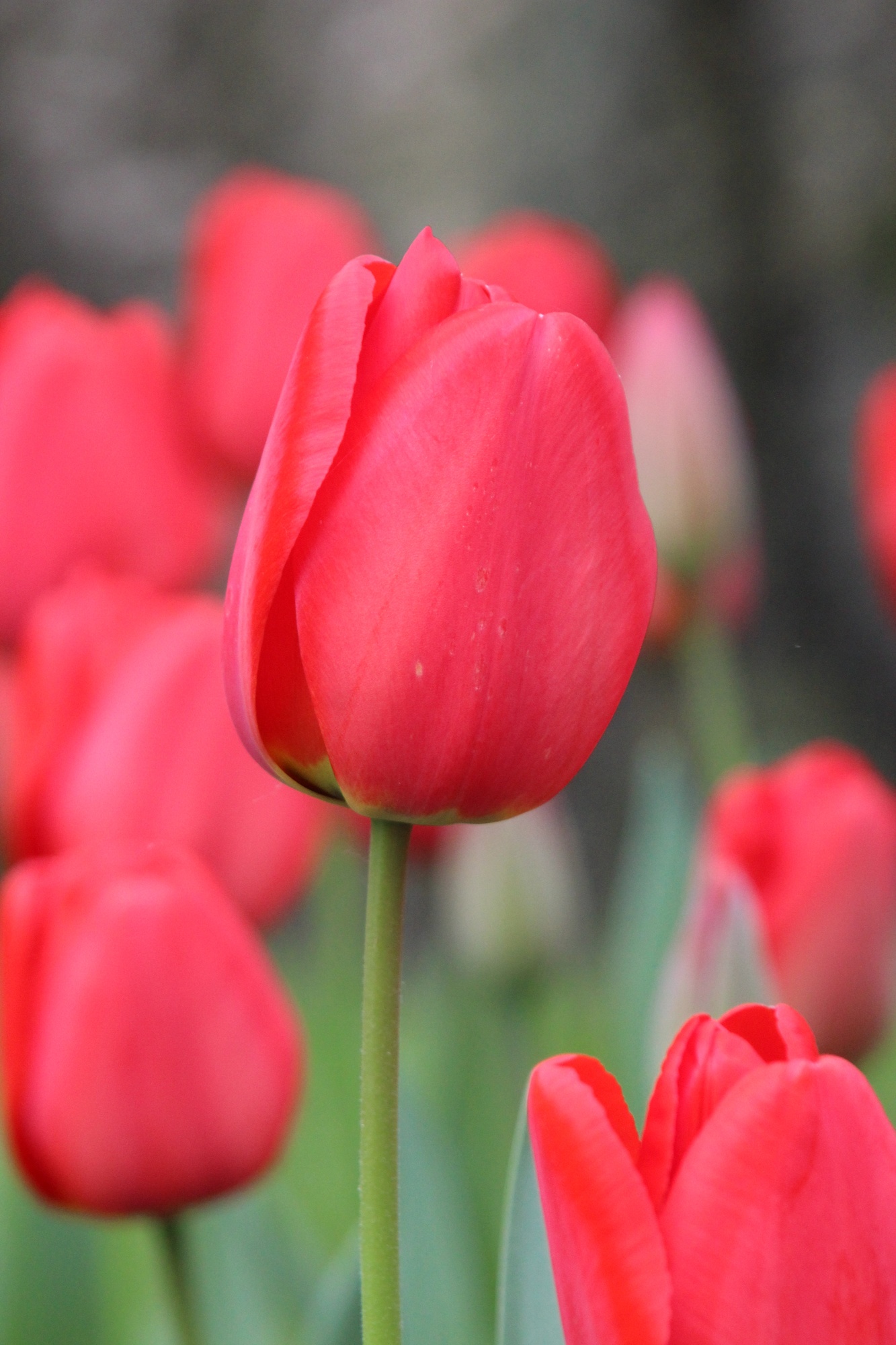 Darwin-Hybrid-Tulpen Parade