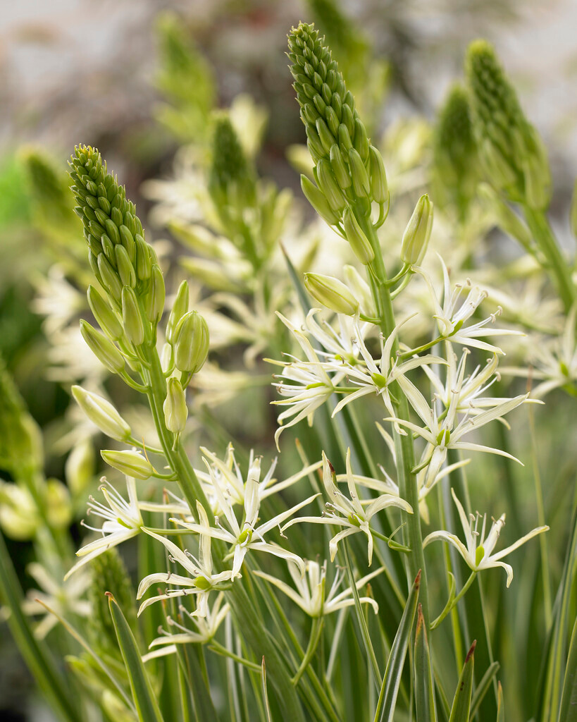 Camassia leichtlinii Sacajawea